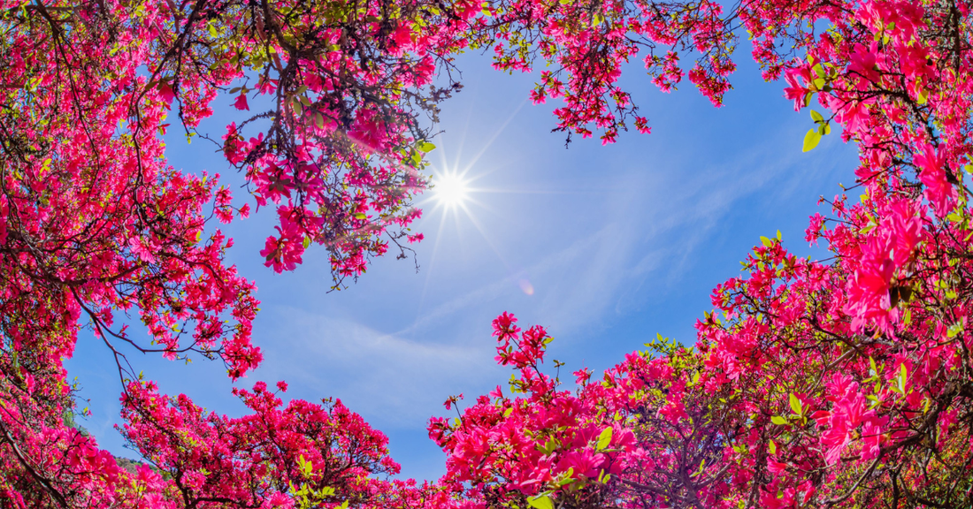 Practice Pause: Making Room for Healing
